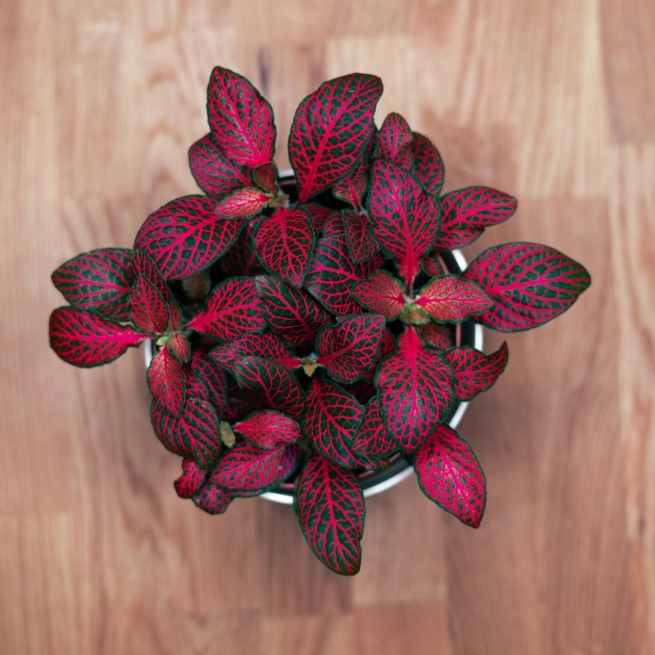 Plantes tropicales shutterstock 2090313871 1 1