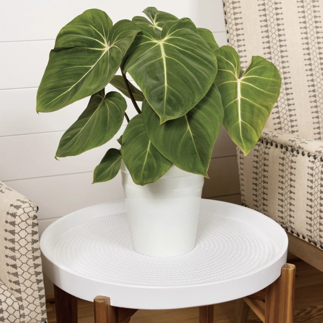 Philodendron gloriosum prismacolortm gloriosum 12230 b copy 2 grande taille