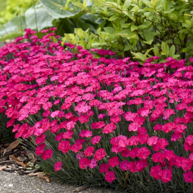 Dianthus paint the town magenta Proven Winners com