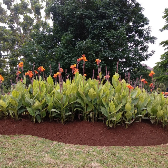 Canna shutterstock 1780814180