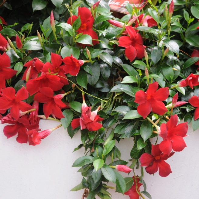 Mandevilla Sun Parasol Pretty Crimson Summanderemi PP16449 20100415 9 Suntary Californie