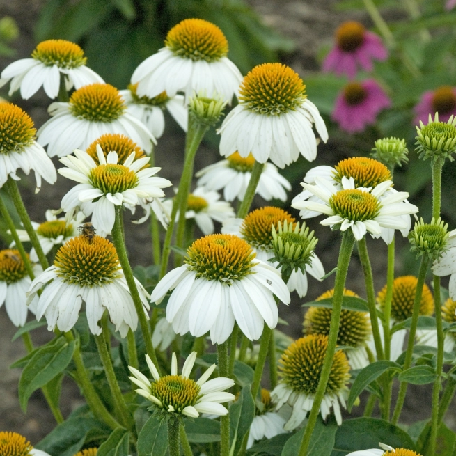 Vivaces Echinacea purpurea Pow Wow White Waltersgardens