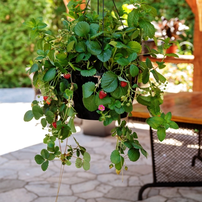 Jardinière Fraises et menthes
