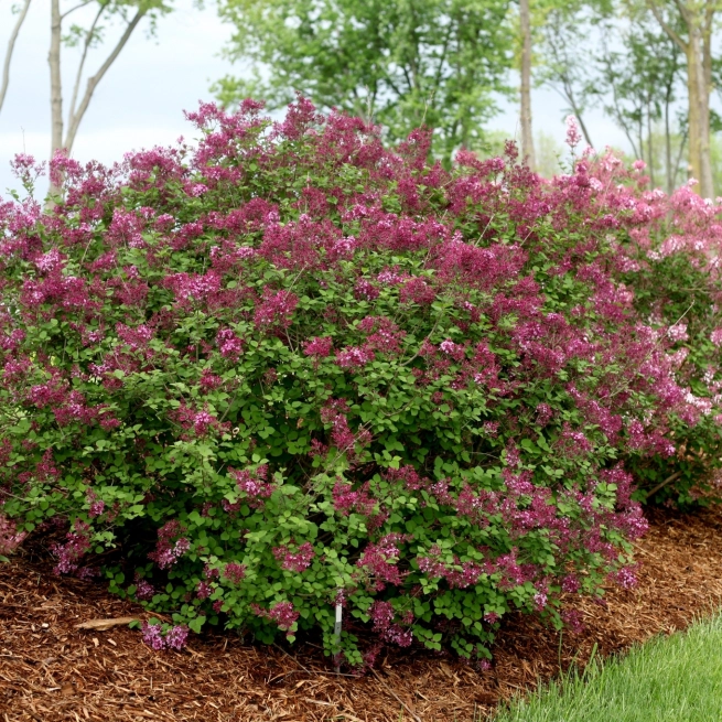 Proven winners syringa bloomerang dark purple lilac