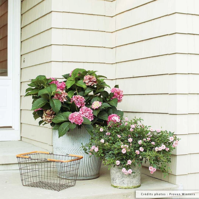 Hydrangea macrophylla cityline vienna