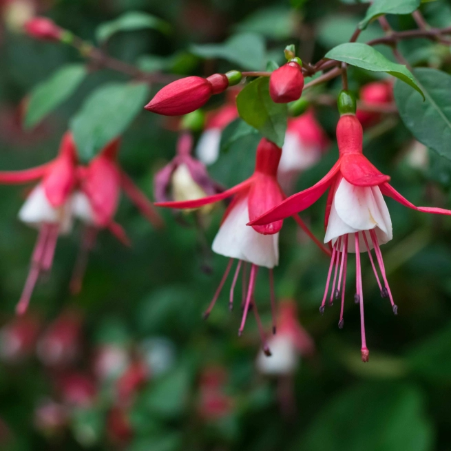 Fushia bella evita