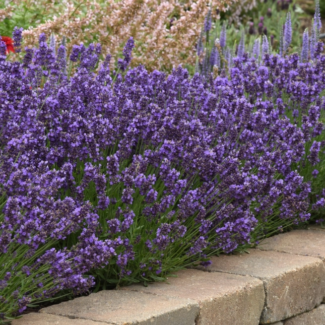 Lavandula Proven Winners com