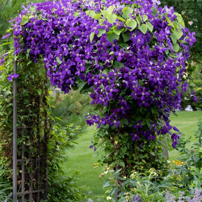 Clematites Jackmanii Superba
