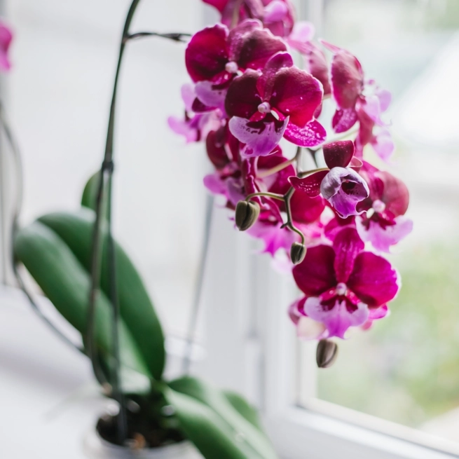 Phalaenopsis Magnifica