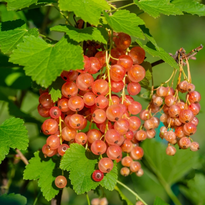 Groseiller ribes rubrum pink champagne