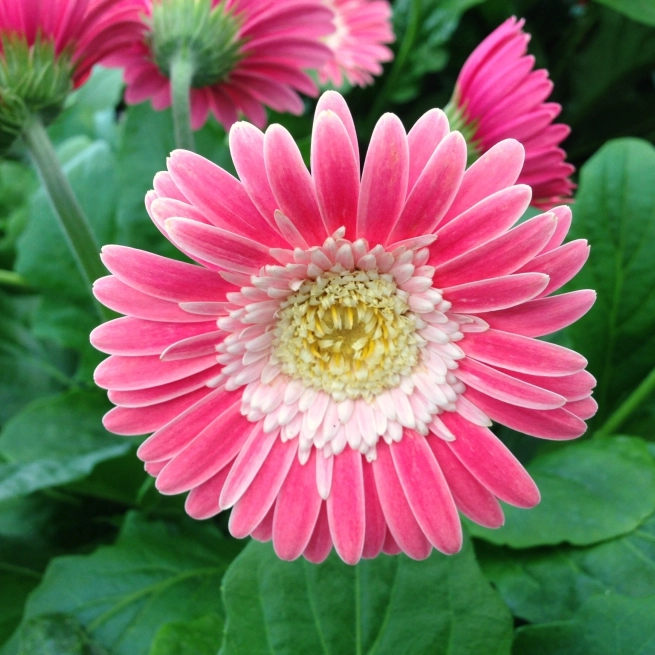 Gerbera Garvinea Sweet