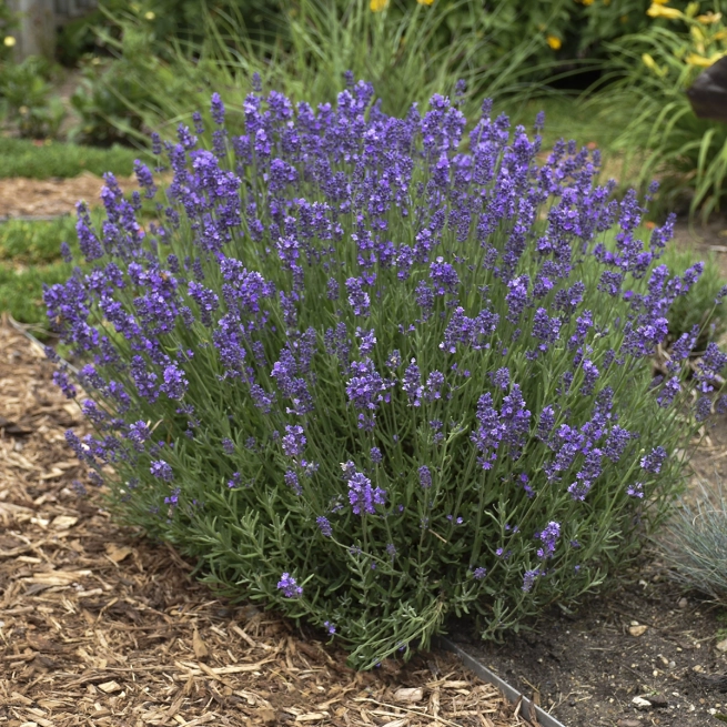 Lavandula angustifolia Hidcote Walters gardens