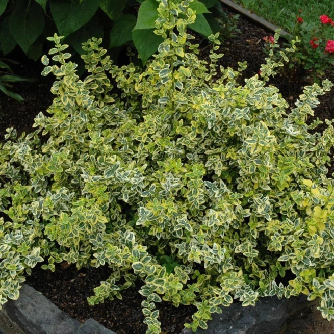 Euonymus fortunei emeraldn gold 1200x858