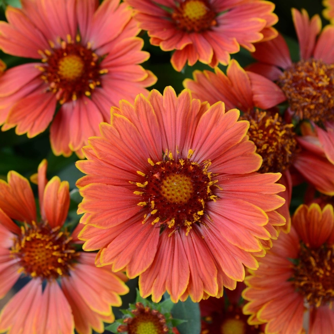 Gaillardia spintop yellow touch la gaillarde spintop yellow touch 20160411 3 dmmen orange