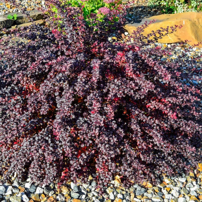 Berberis rose glow