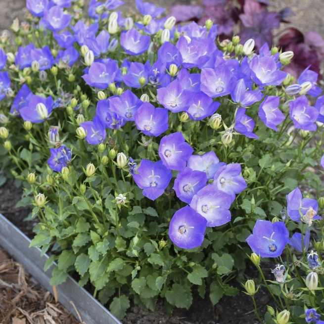 Vivaces Campanula carpatica Rapido Blue waltersgardens com