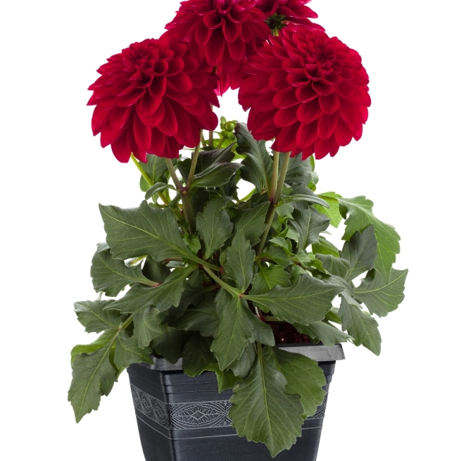 Dahlia Labella Grande red