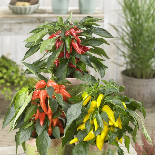 Piments GP 004 106712 galaxy spicy mix HR