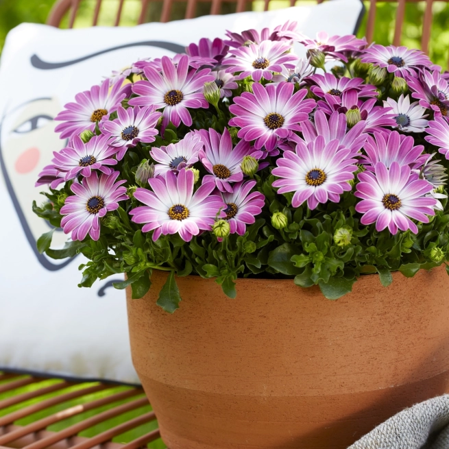 Senoritas osteospermum monica 2