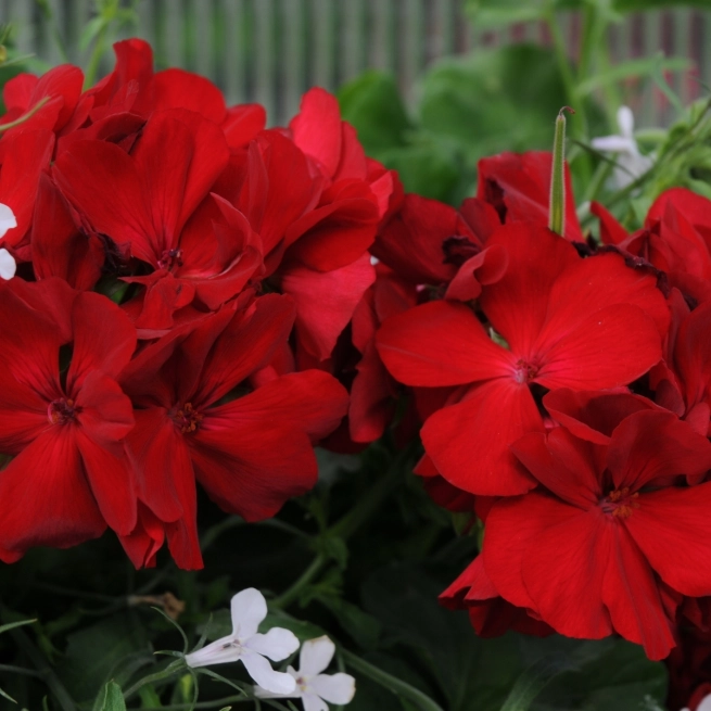 Geranium Caliope Dark Red 2