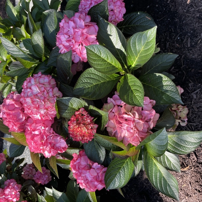 Hydrangea mac Kimono landscape 02