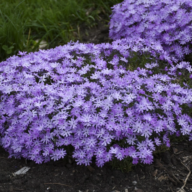 Phlox Bedazzled Lavender waltersgardens com