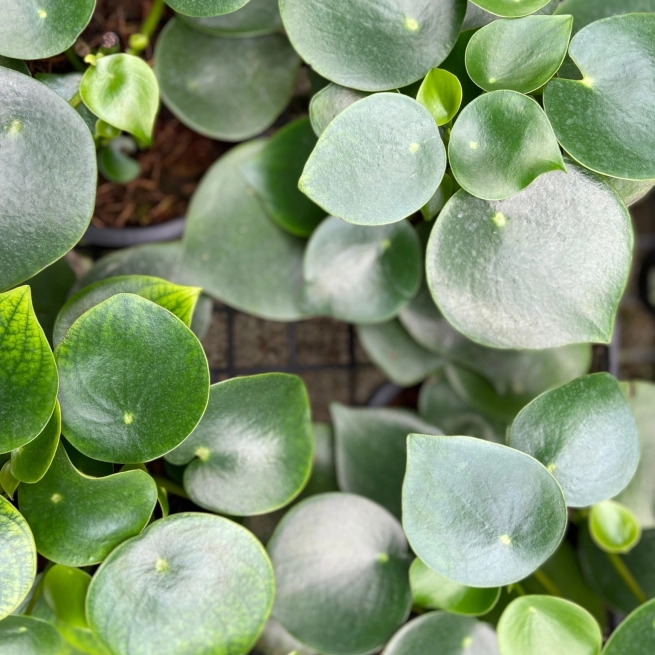 Peperomia Raindrop