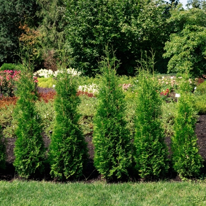 Thuja Private Jet landscape 02 grande taille
