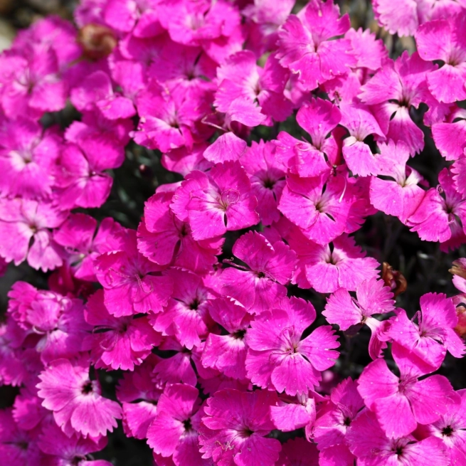 Dianthus x hybrida Mad Magenta Dianthus x hybrida Mad Magenta Mad Magenta Pinks
