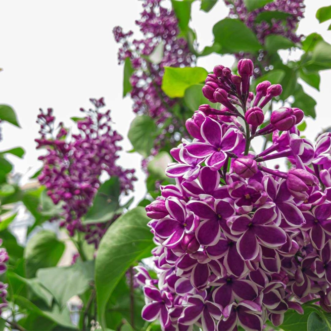 Syringa sensation