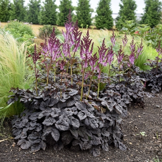 Astilbe dark side of the moon www provenwinners com grande taille