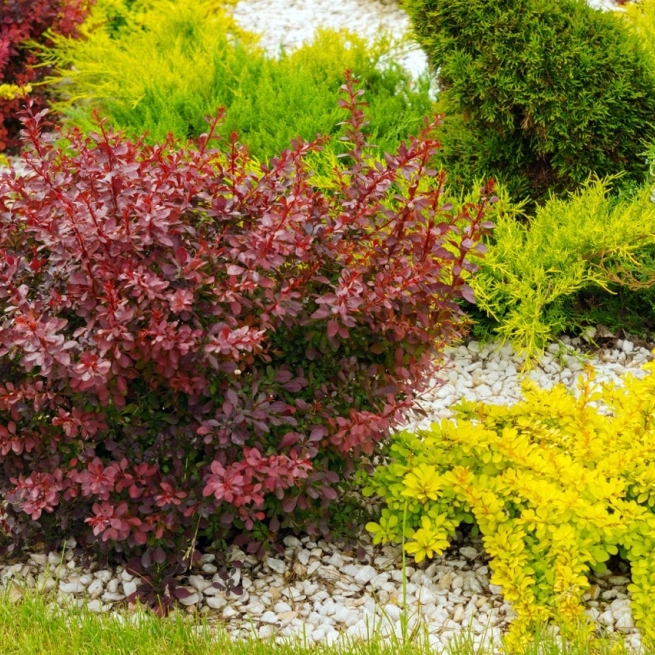 Berberis Rose glow grande taille