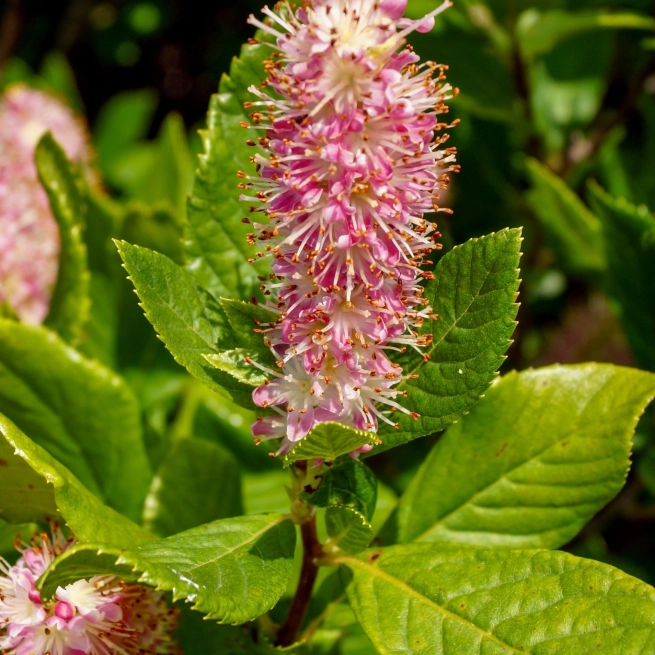 Clethra ruby spice