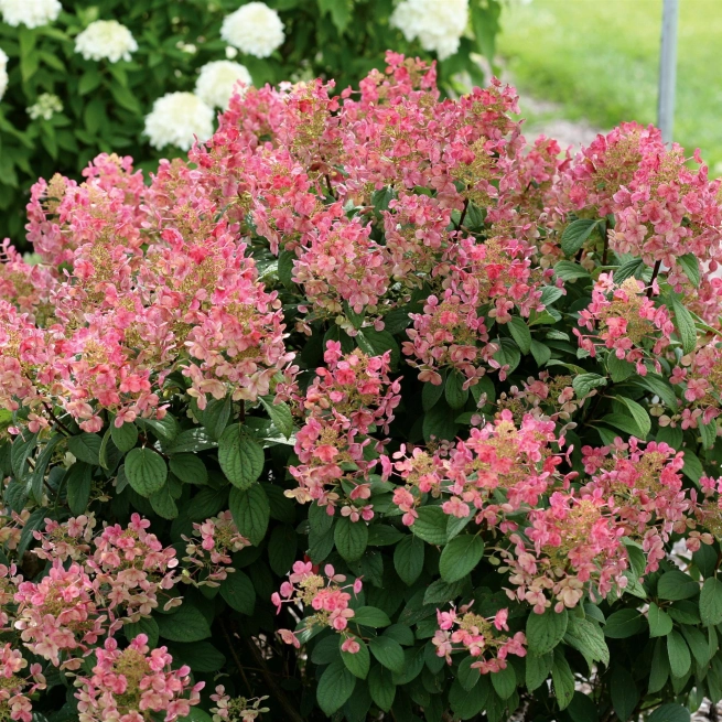 HYDRANGEA PANICULATA LITTLE QUICK FIRE Garden Garden