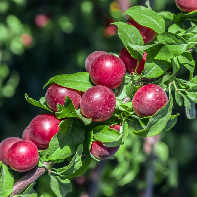 Chum prune cerise Opata