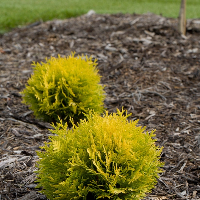 Annas magic ball thuja 3758
