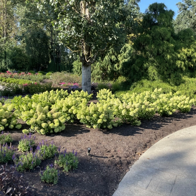 Hydrangea pan Dragon Baby landscape 03