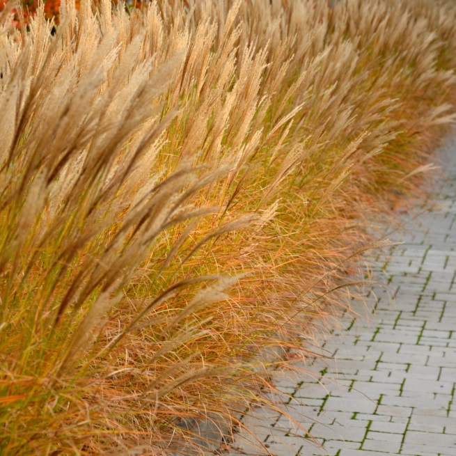 Miscanthus sinensis Fire Dragon Kleine Fontaine