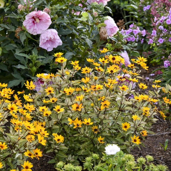 Heliopsis touch of blush www provenwinners com