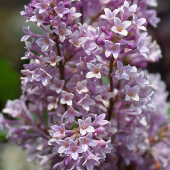 Lilas de preston
