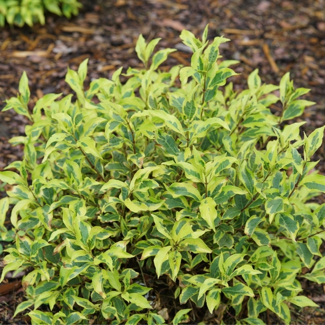 Weigela bubbly wine 1