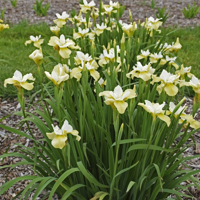 Iris sibirica Butter and Sugar 0001 high res