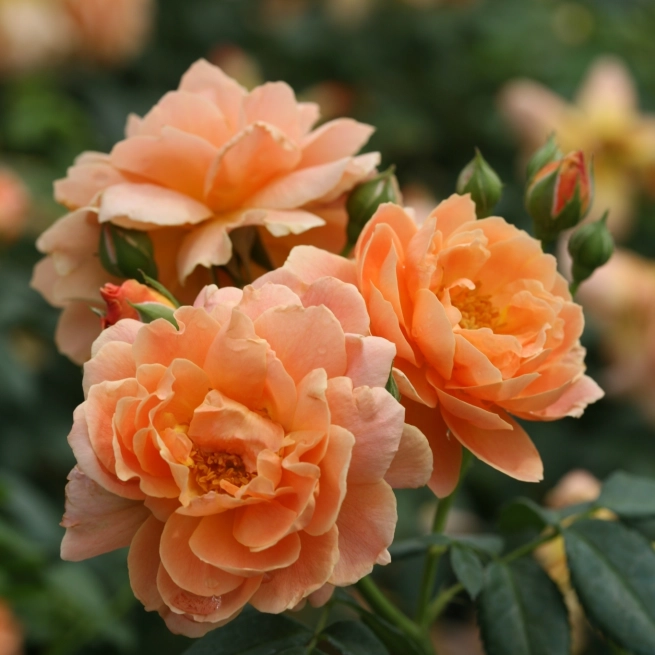 Rosier at last rose 0