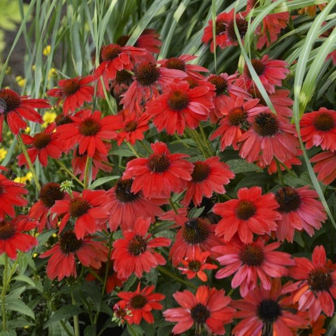 Echinacée sombero salsa red www provenwinners com