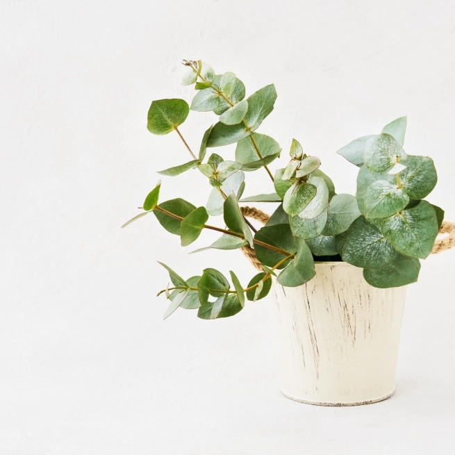 Eucalyptus