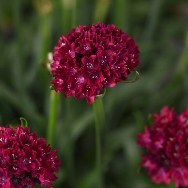 Armeria dreameria hypnotic dreams bloom bloom