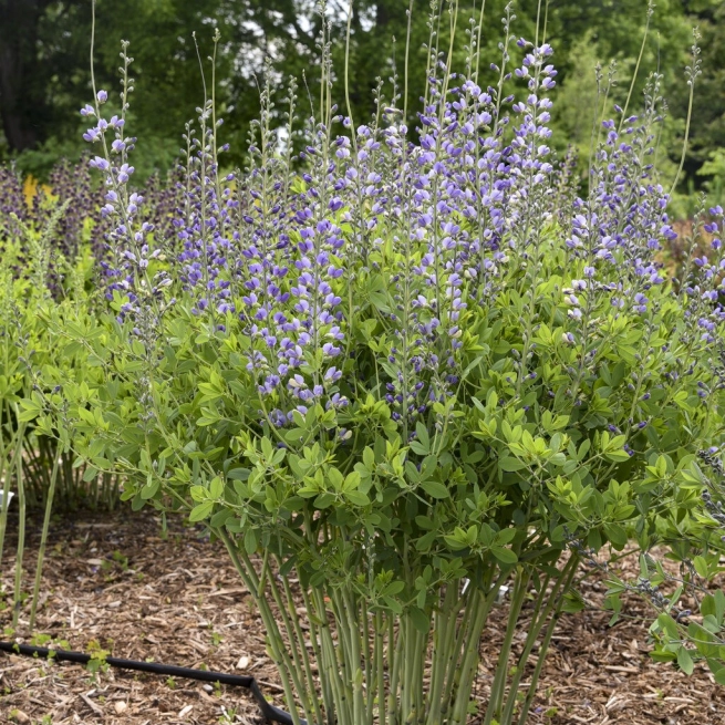 Baptisia blue bubbly apj22 2