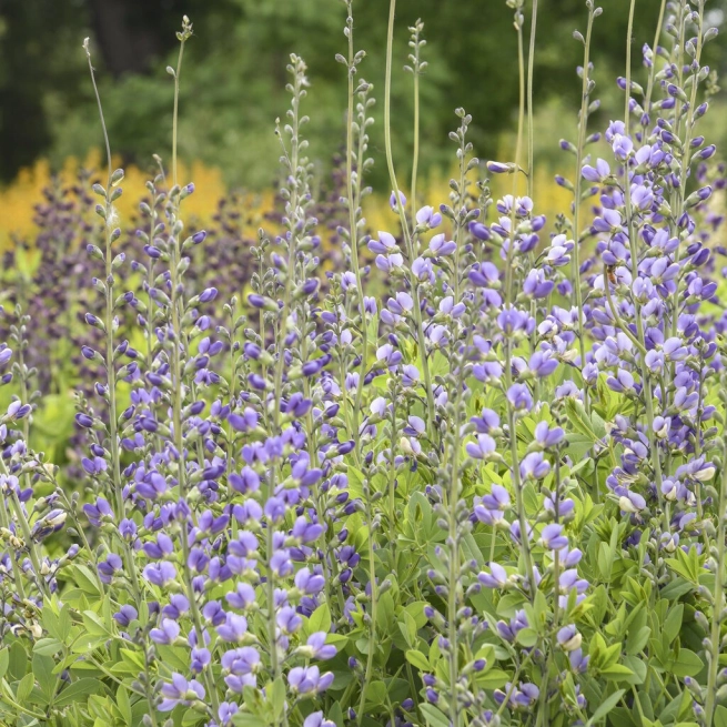 Baptisia blue bubbly apj22 3