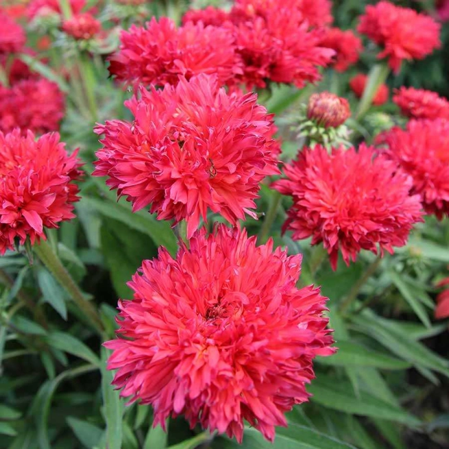 Echinacea Fringe Festival 2