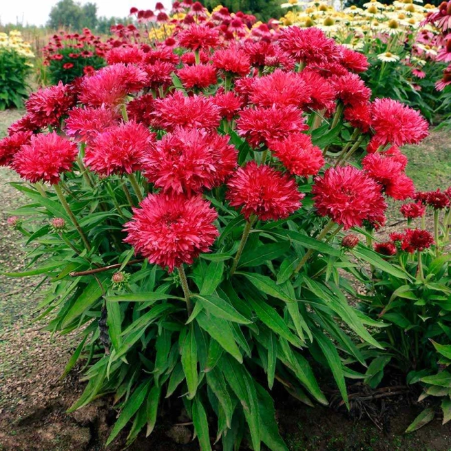 Echinacea Fringe Festival 1
